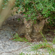 Illustration for article titled A Kitten And Some Tilt Shifting